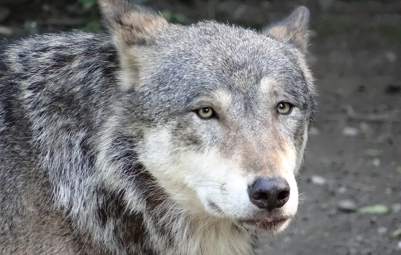 Фото обои nature, snow, predator, face, animal, wolf, wolves, wildlife