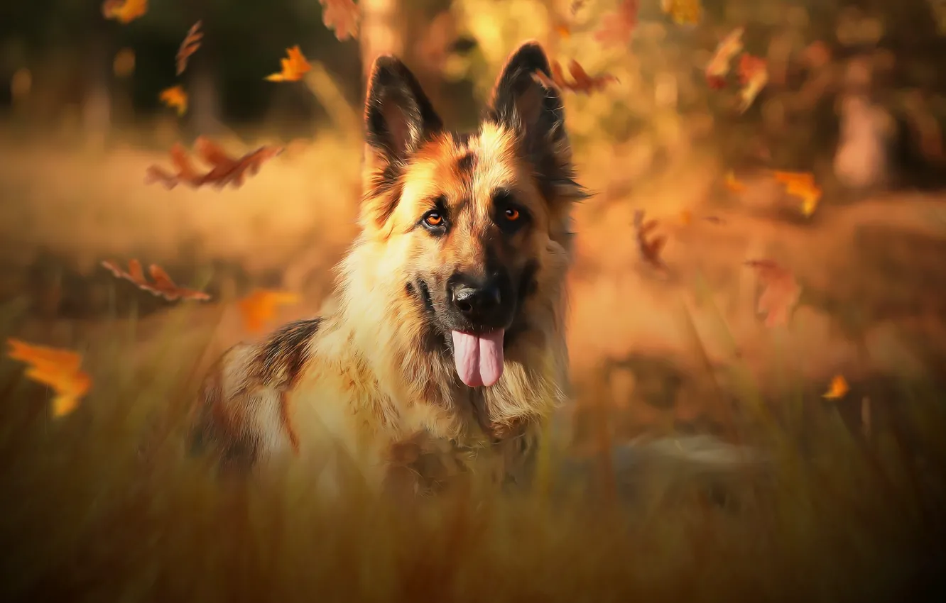 Фото обои осень, друг, собака, немецкая овчарка