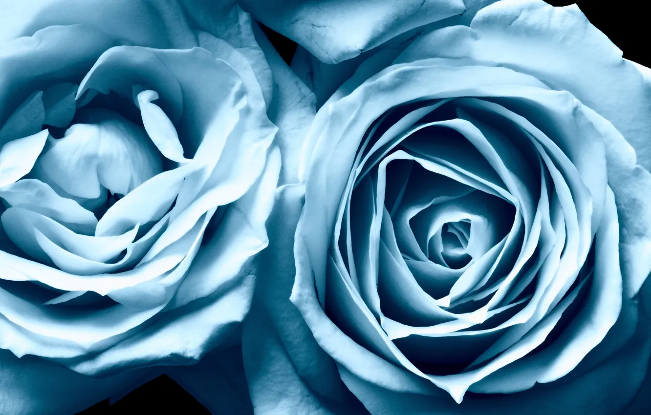 Фото обои розы, красота, голубые, blue, Roses, beauty