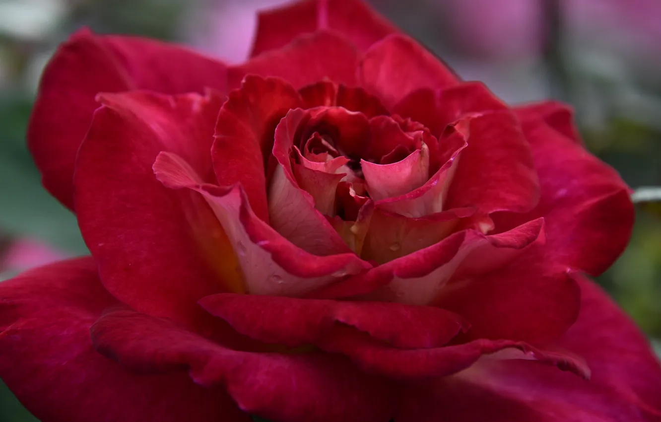 Фото обои макро, роза, лепестки, бутон