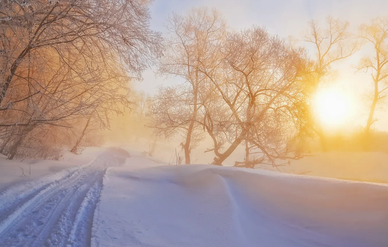 Фото обои зима, свет, природа, туман, утро