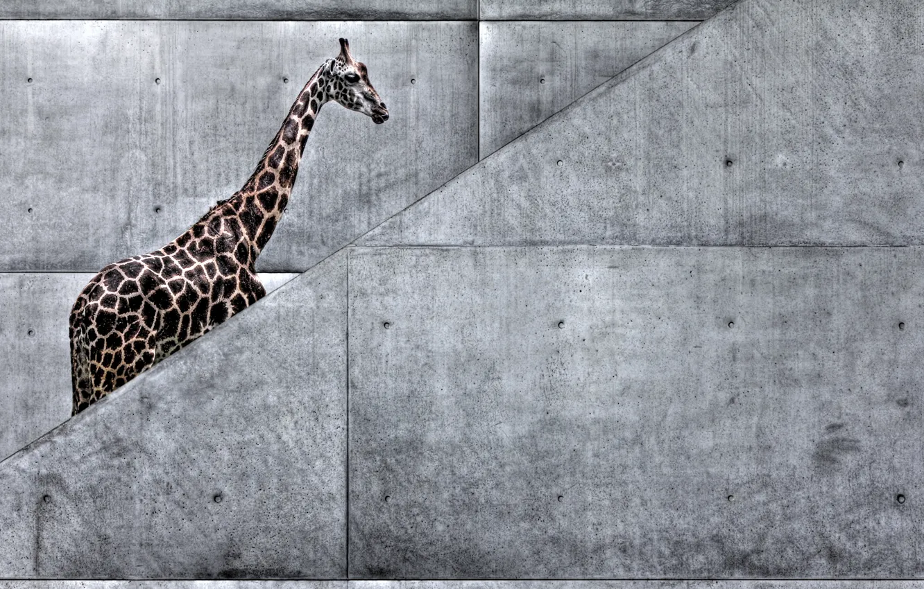 Фото обои животные, природа, метро, арт, жираф, лестница, африка, жираф идет