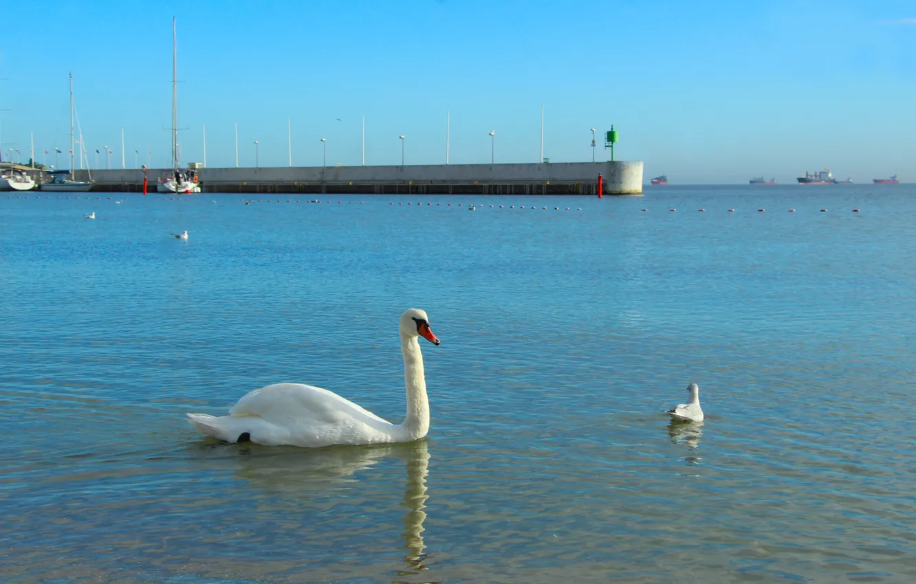 Фото обои swan, sea, bird