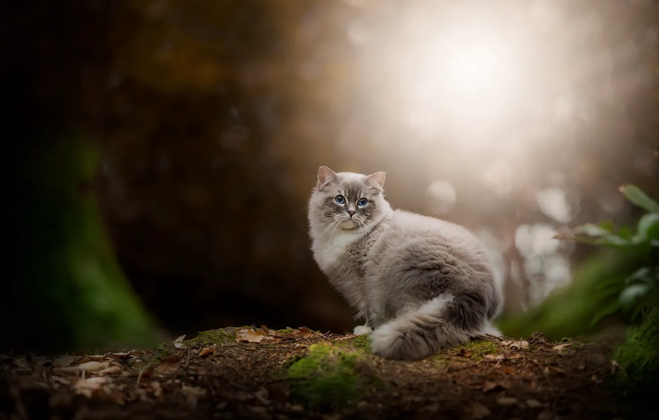 Фото обои лес, кошка, кот, взгляд, свет, природа, поляна, листва