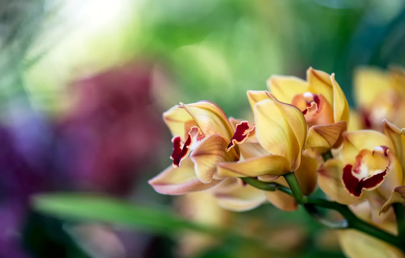 Фото обои желтый, ветка, орхидея