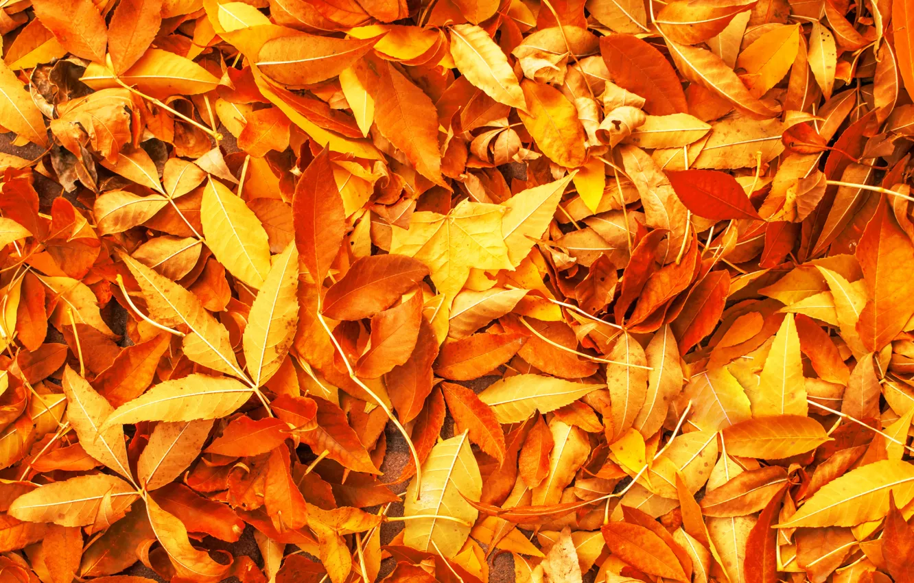 Фото обои осень, листья, фон, желтые, colorful, yellow, background, autumn