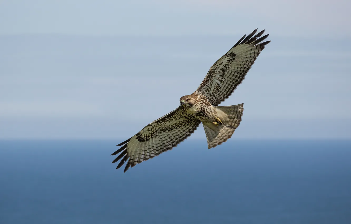 Фото обои sky, pacific ocean, flight, red-tailed hawl