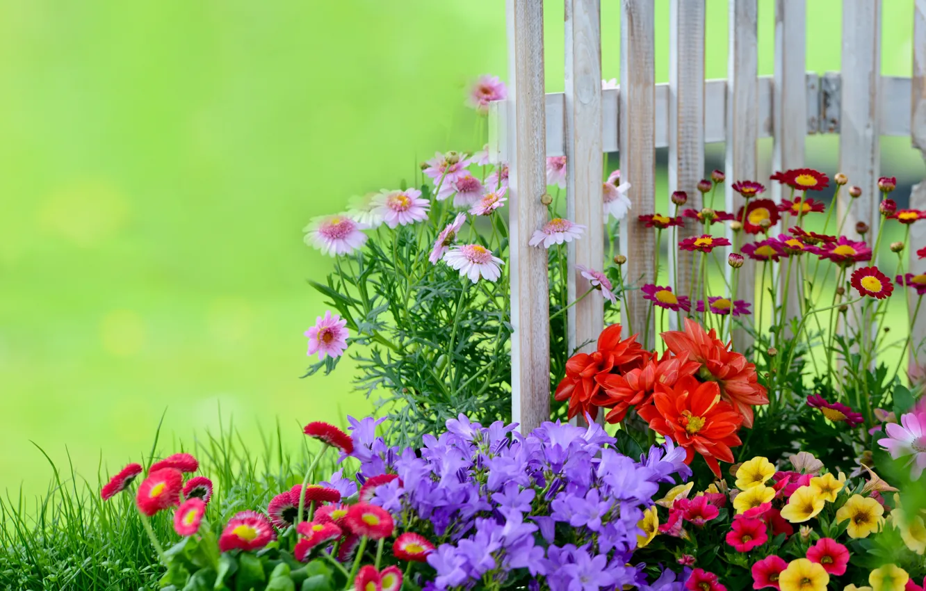 Фото обои забор, сад, колокольчики, клумба, петунии, маргаритки
