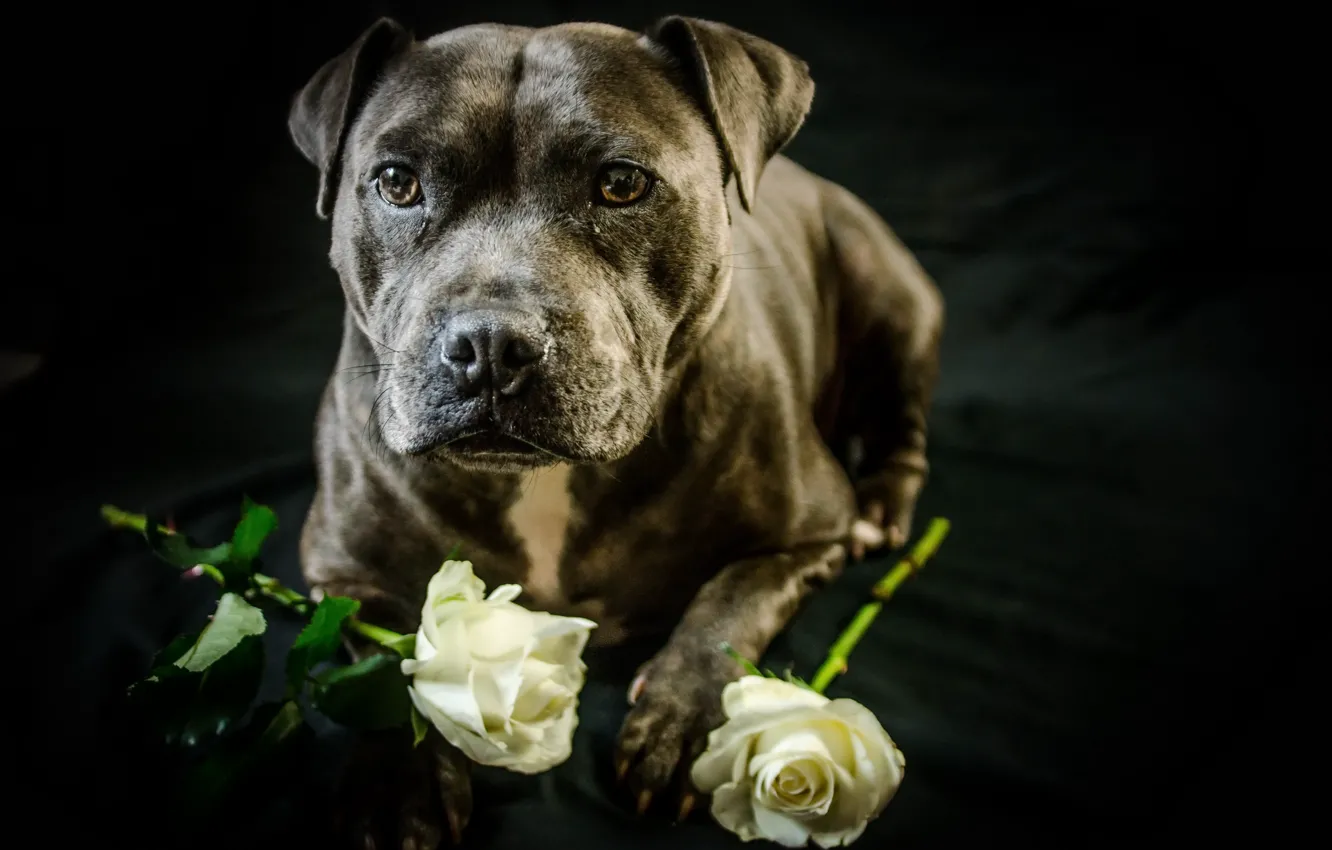 Фото обои друг, розы, собака