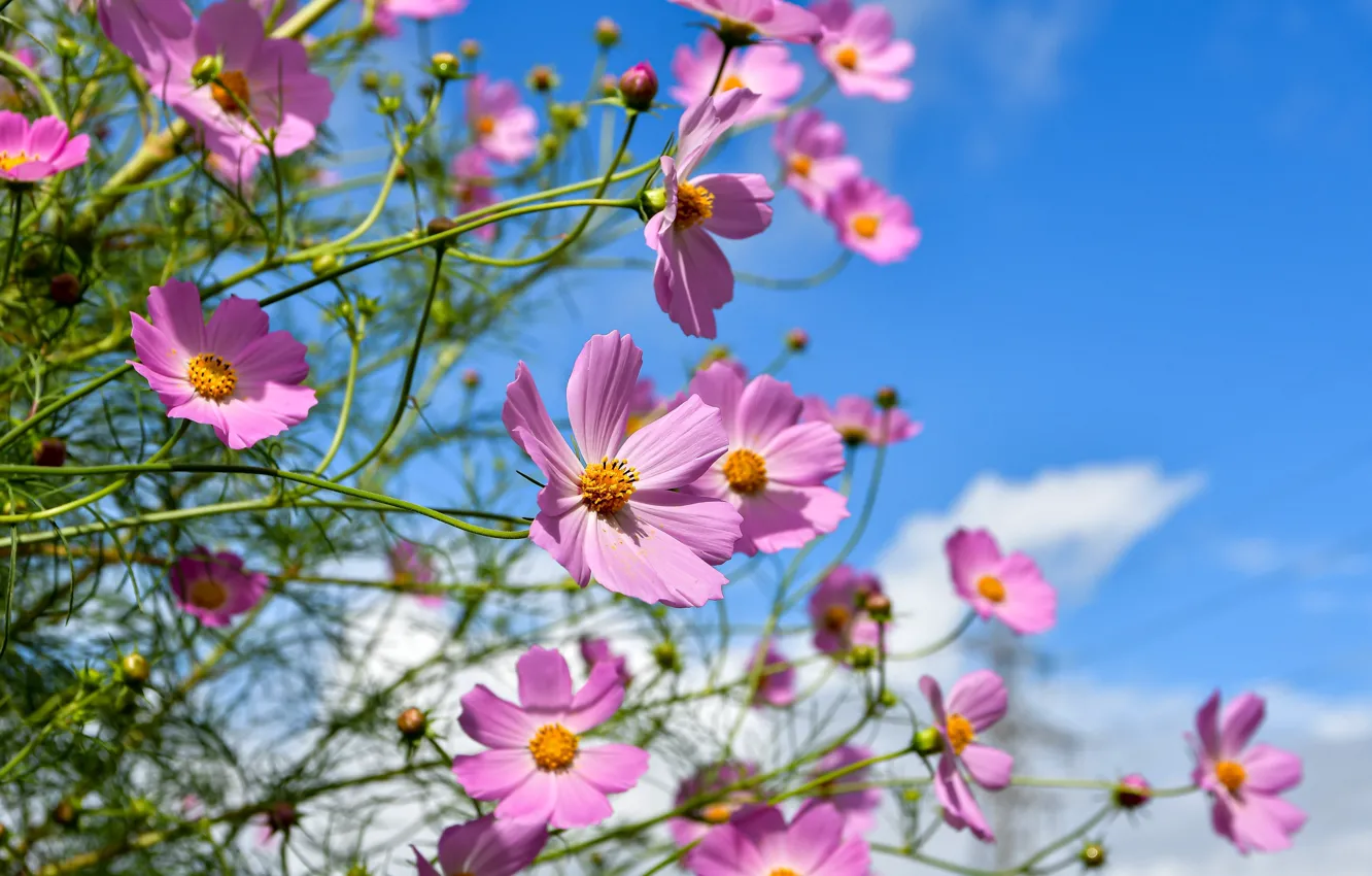 Фото обои цветы, сад, розовые, боке, голубое небо, космеи