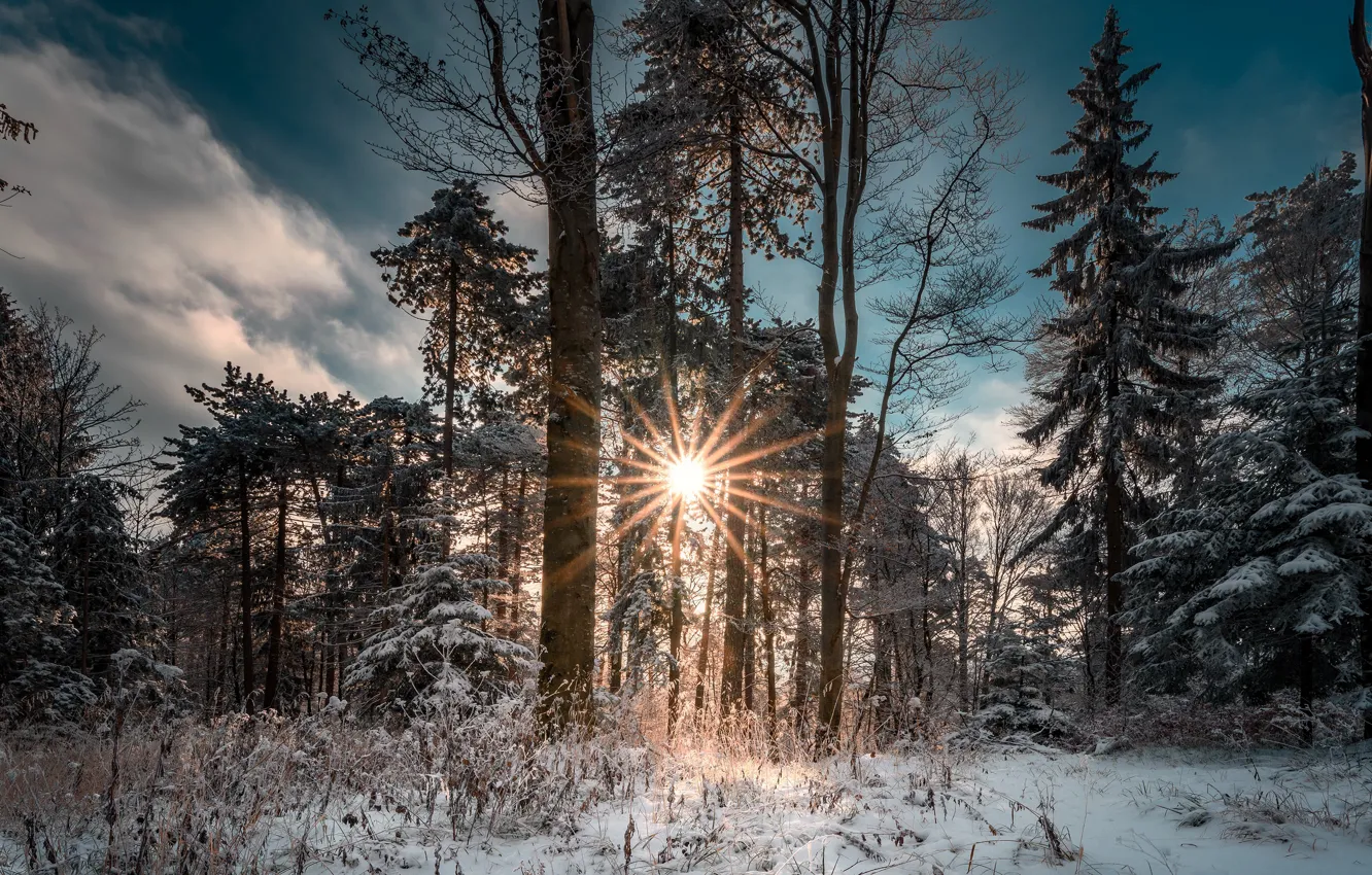 Фото обои зима, иней, лес, солнце, лучи, свет, снег, деревья