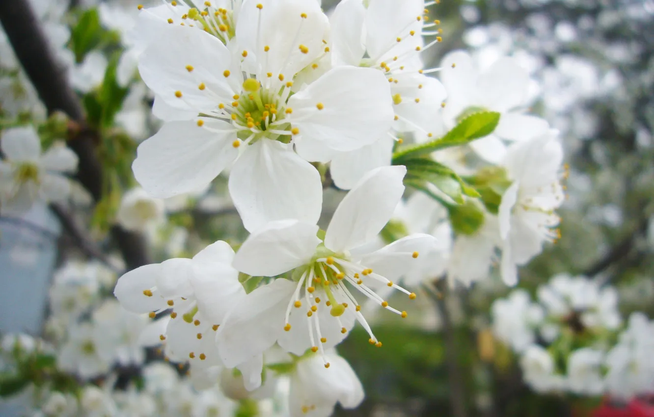 Фото обои весна, Деревья, цветение