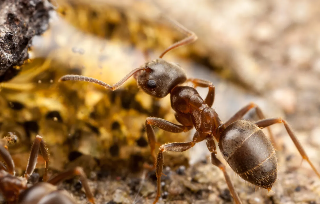 Фото обои насекомые, муравьи, боке