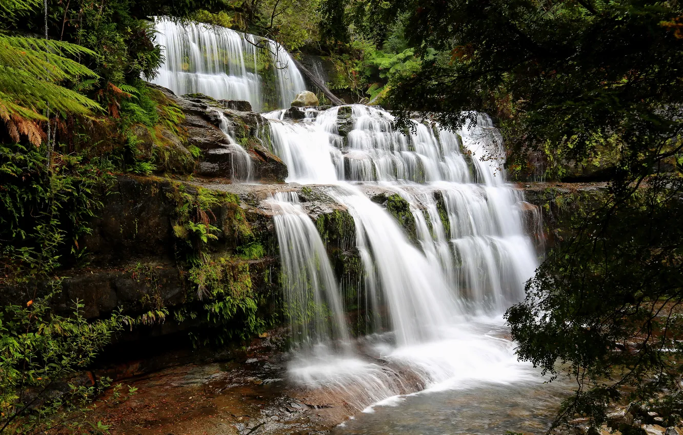 Фото обои лес, ручей, камни, водопад, Австралия, пороги, Tasmania