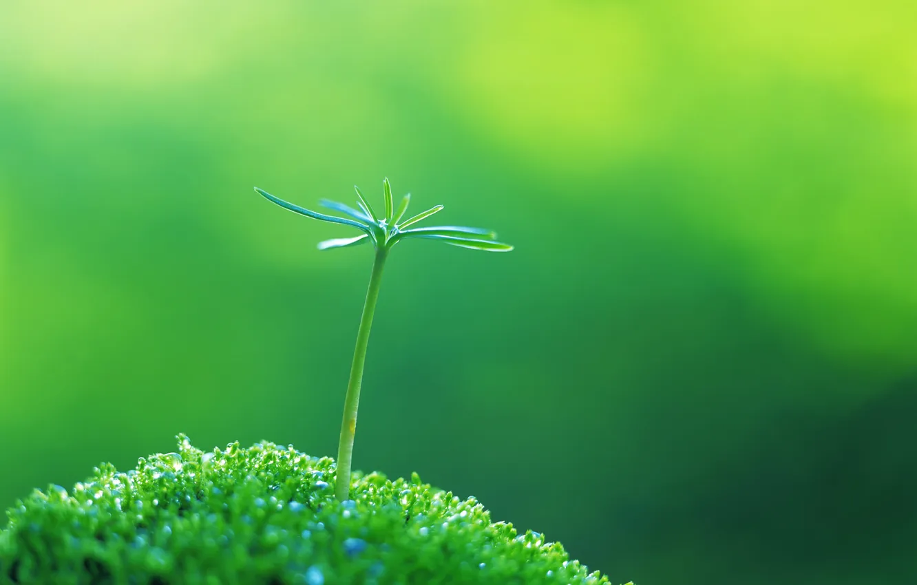Фото обои зелень, трава, вода, макро, свежесть, природа, green, росток