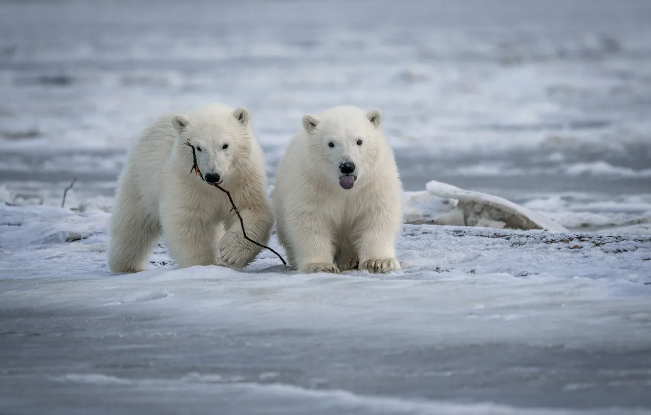 Фото обои лёд, медвежата, парочка, Белые медведи, Полярные медведи