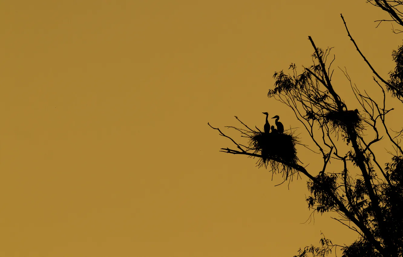 Фото обои птицы, дерево, силуэт, гнездо