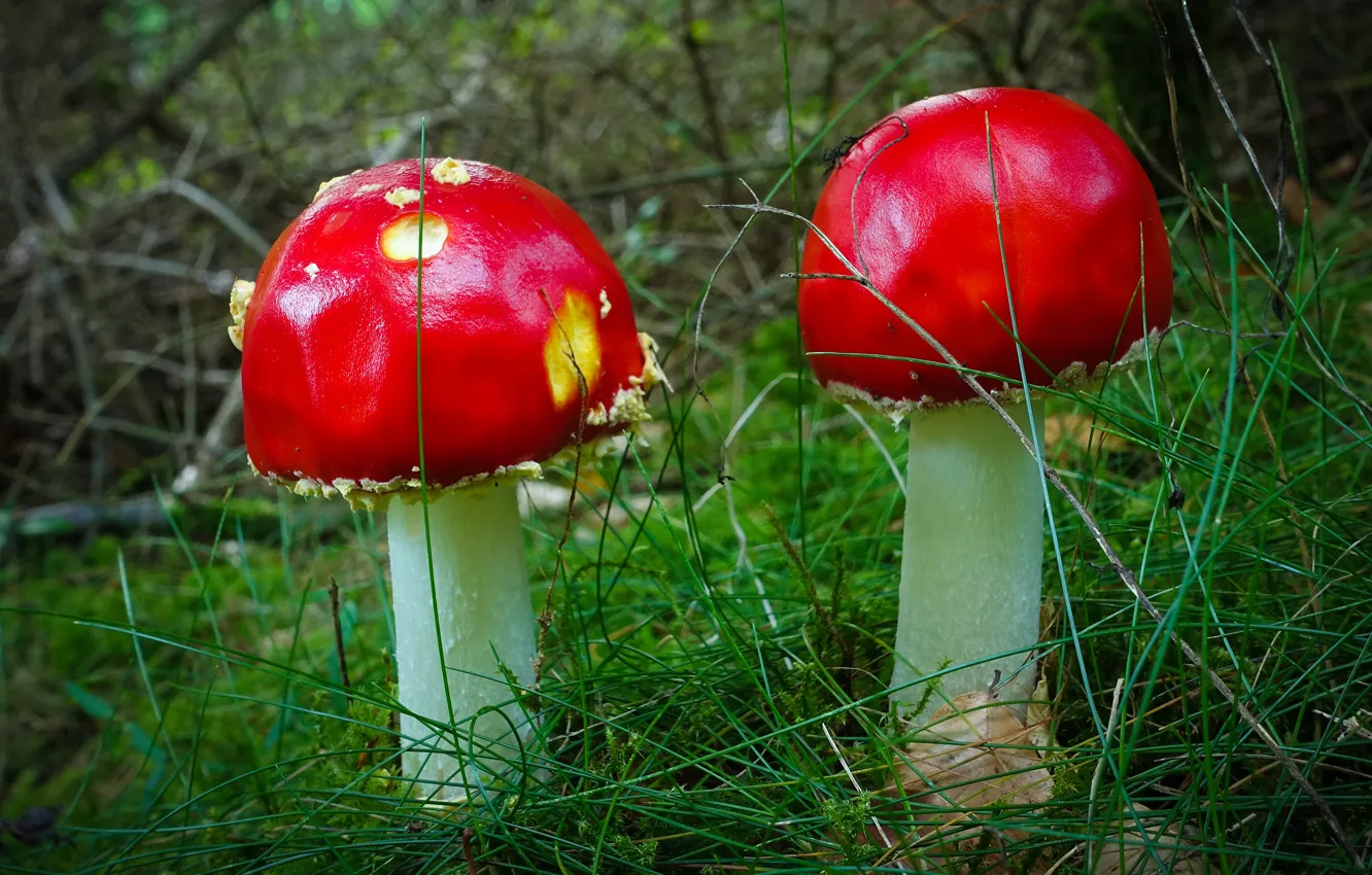 Фото обои грибы, мухоморы, парочка, дуэт