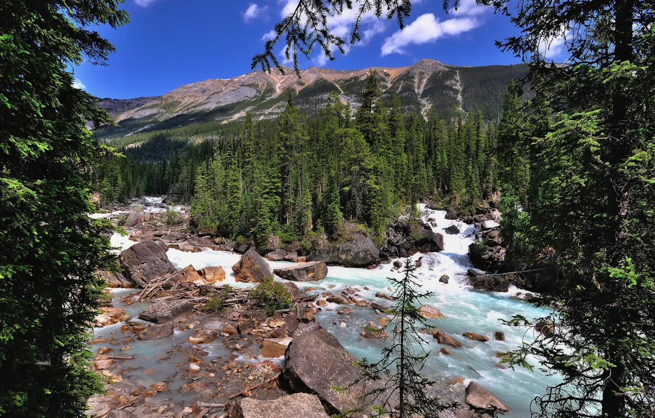 Фото обои лес, деревья, горы, река, Канада, Alberta, Canada, Jasper National Park