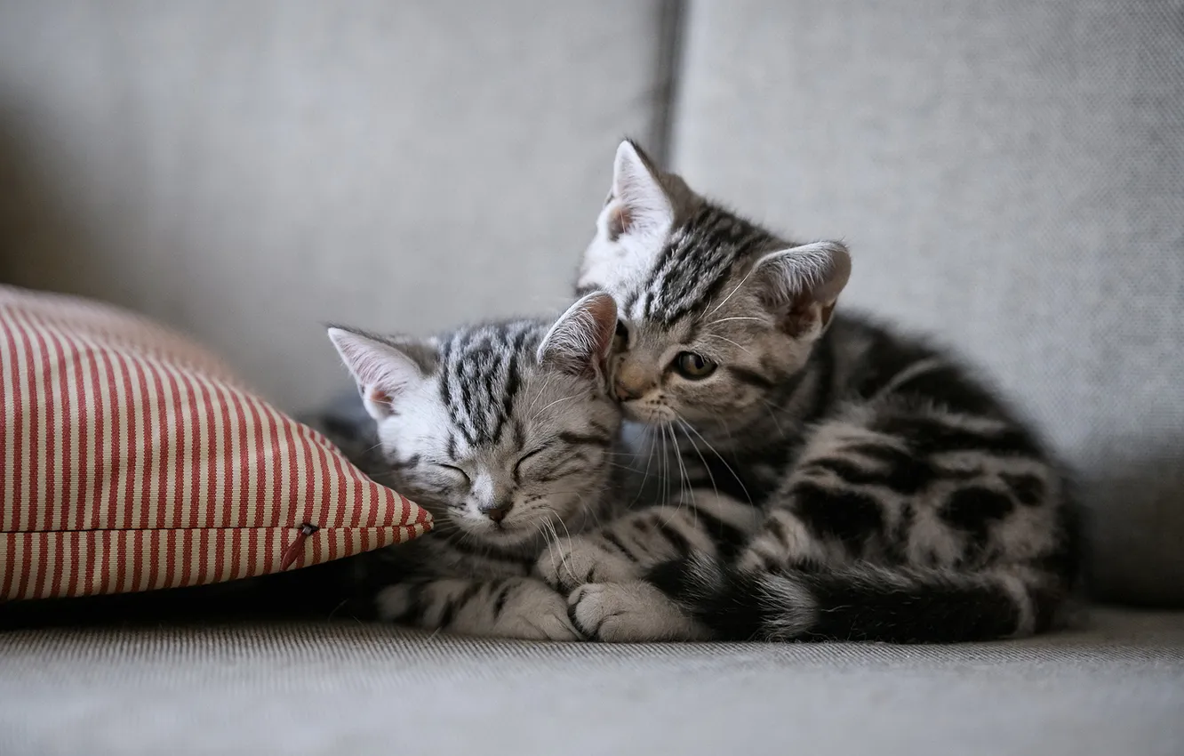 Фото обои взгляд, кошки, поза, котенок, диван, котята, подушка, серые