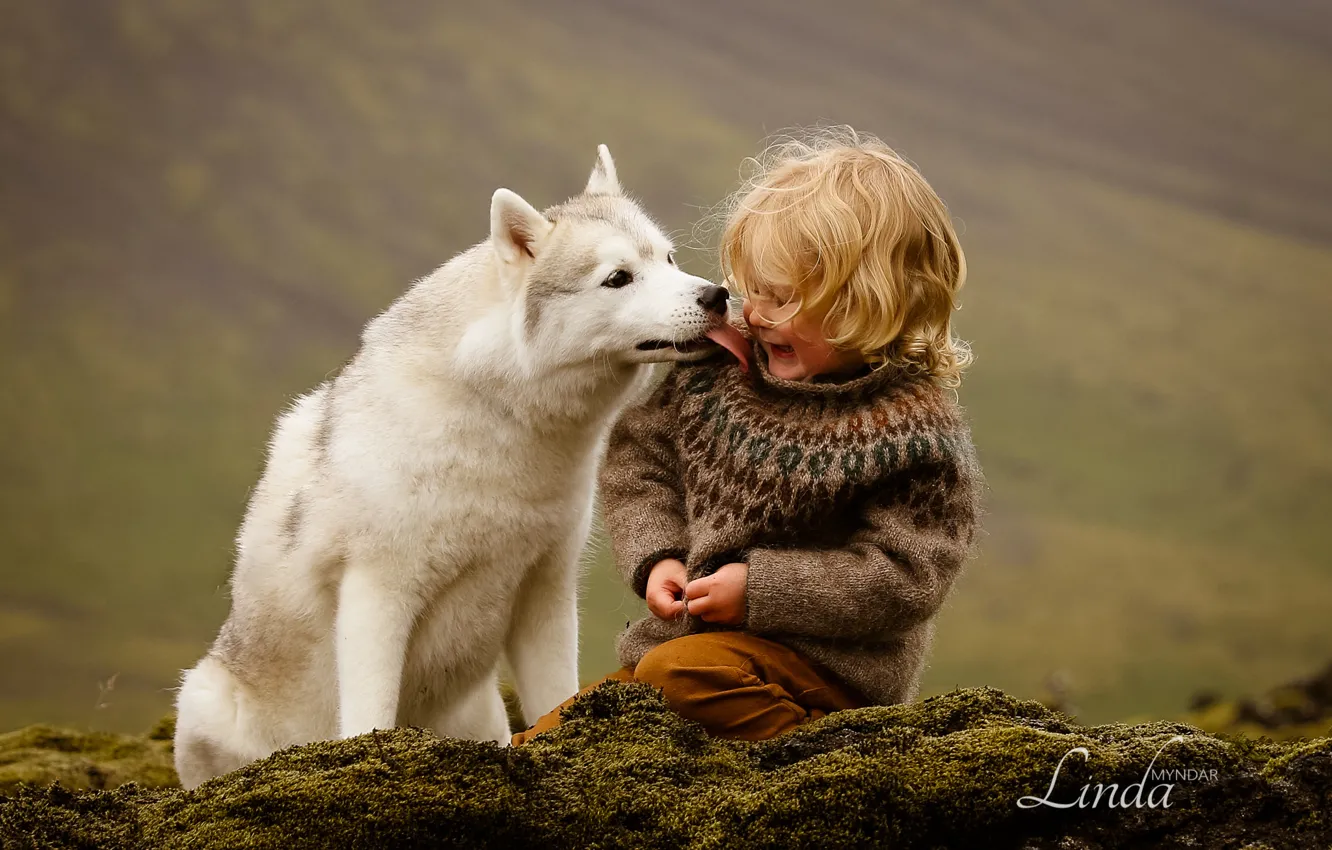 Фото обои собака, Мальчик, дружба, друзья, Исландия, хаски
