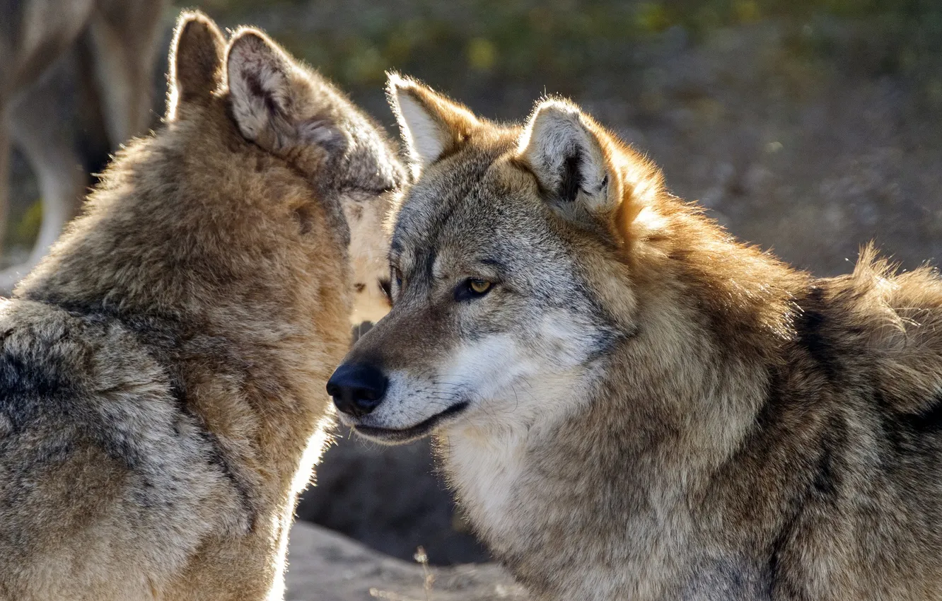 Фото обои nature, snow, predator, face, animal, wolf, wolves, wildlife