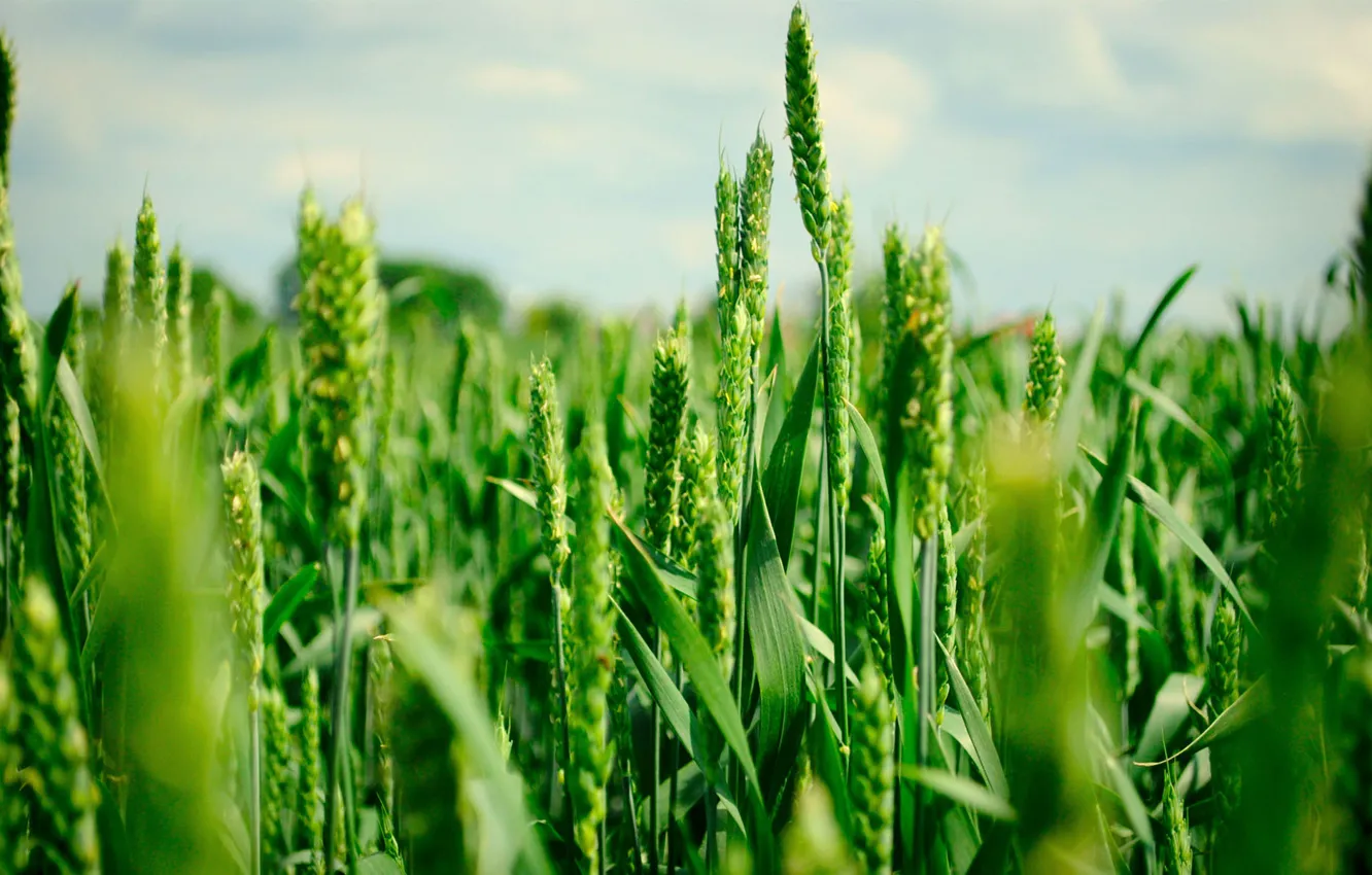 Фото обои пшеница, поле, лето, зеленые, колосья