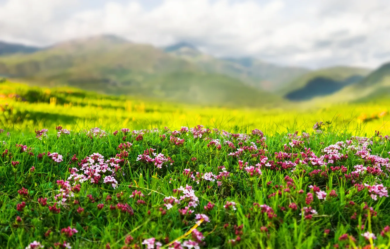 Фото обои пейзаж, цветы, горы, природа, весна, травка