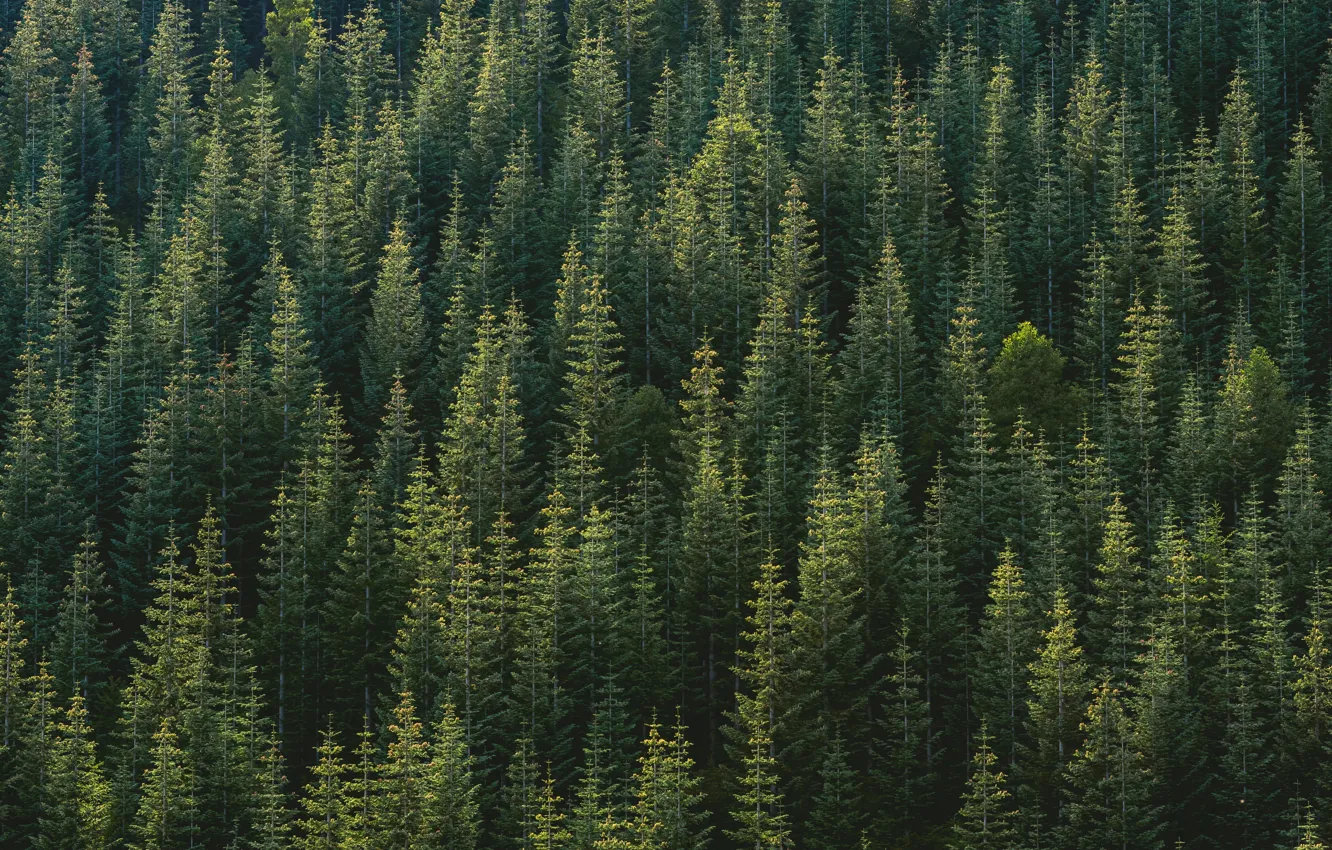 Фото обои лес, деревья, природа, леса