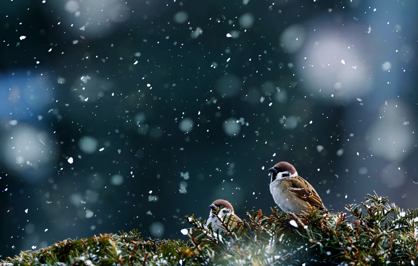 Фото обои снег, птицы, воробьи