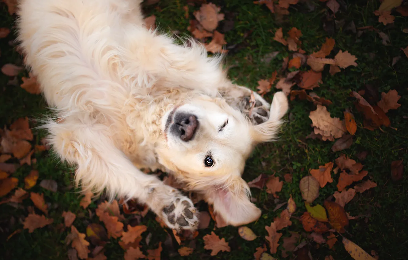 Фото обои осень, взгляд, морда, листья, поза, листва, игра, собака