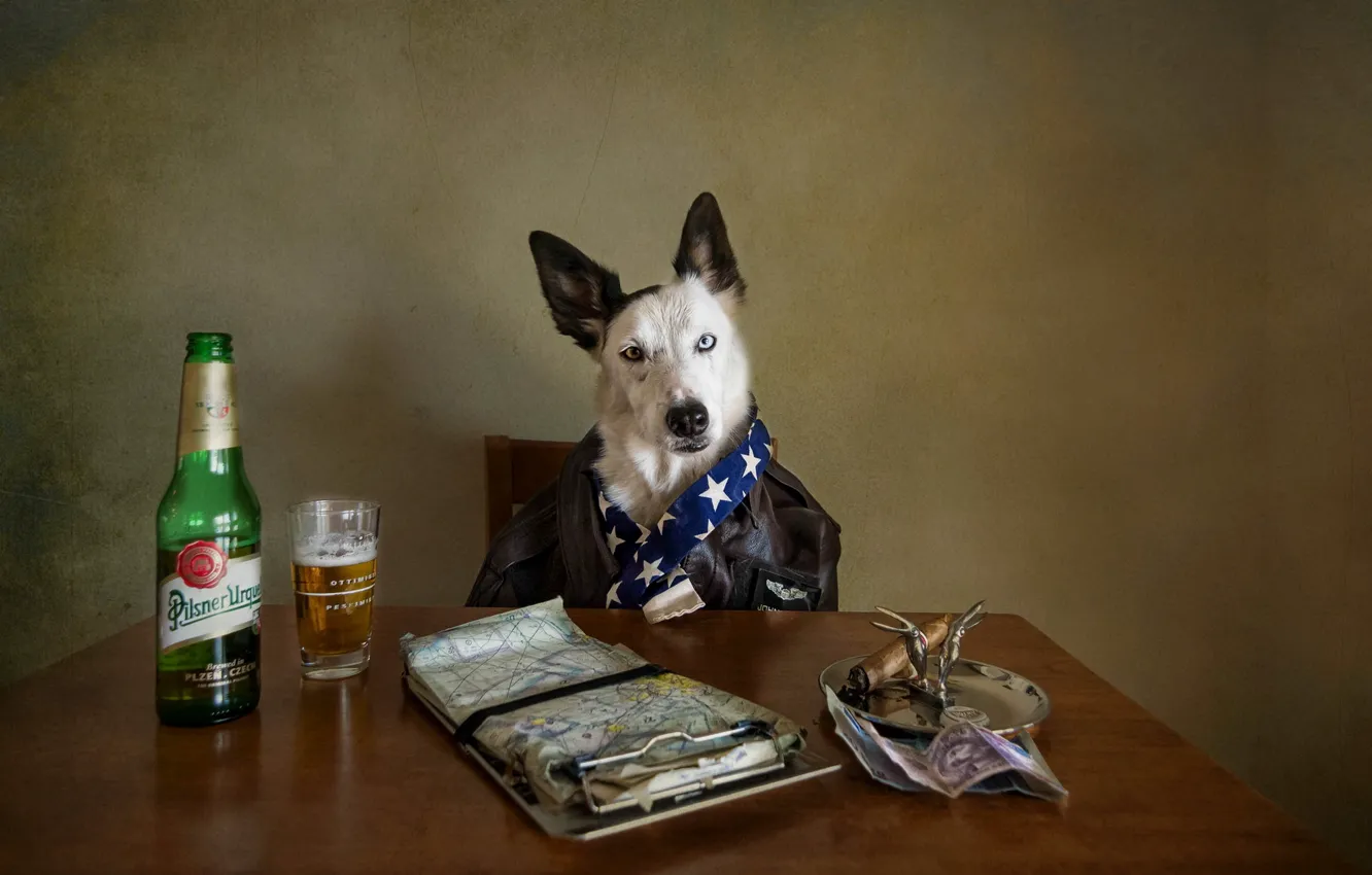 Фото обои взгляд, пиво, собака