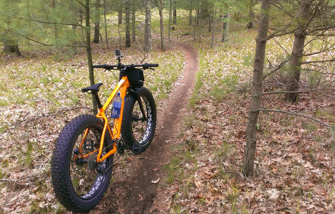 Фото обои forest, autumn, sports, path, mountain biking, Navigation