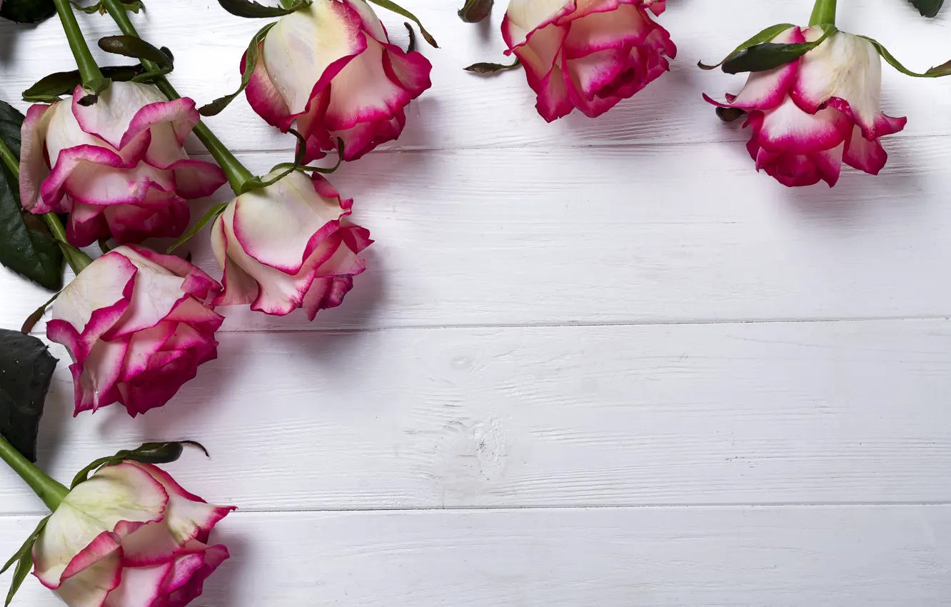 Фото обои цветы, розы, розовые, бутоны, wood, pink, flowers, beautiful