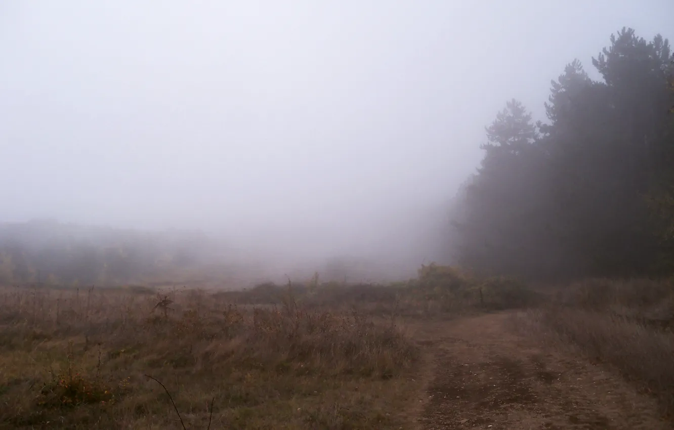 Фото обои осень, лес, туманность, туман, дождь, густой