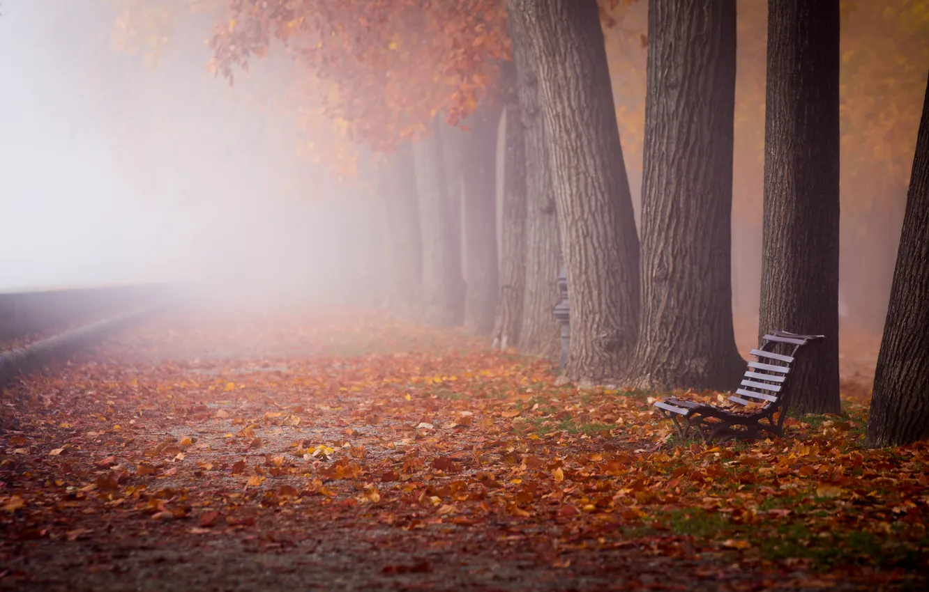 Фото обои осень, листья, город, туман, улица, скамья