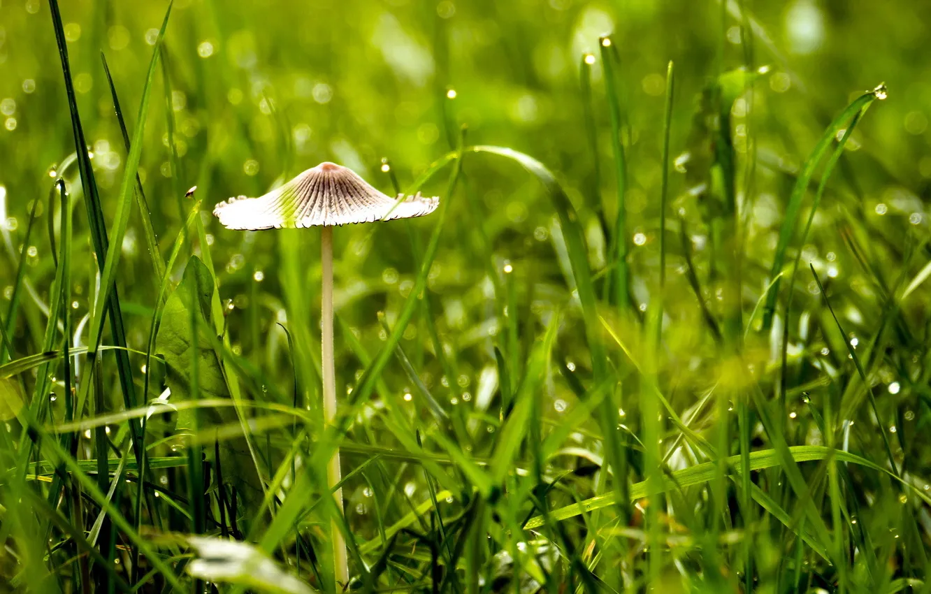 Фото обои трава, макро, природа, гриб