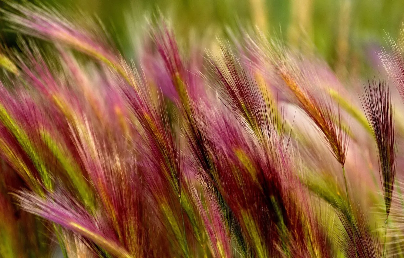 Фото обои пшеница, цветные, колосья
