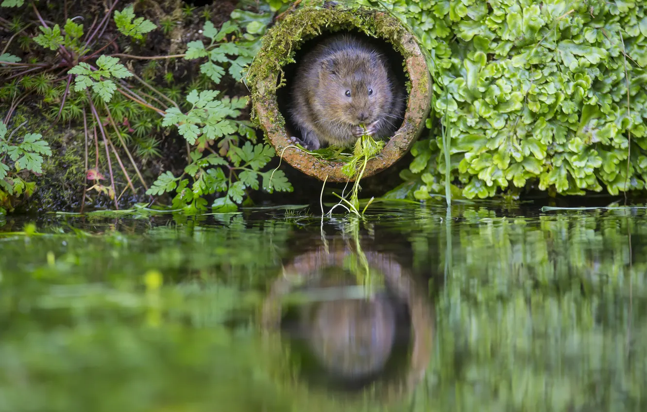 Фото обои green, water, plants, Pipe, The rat molehill