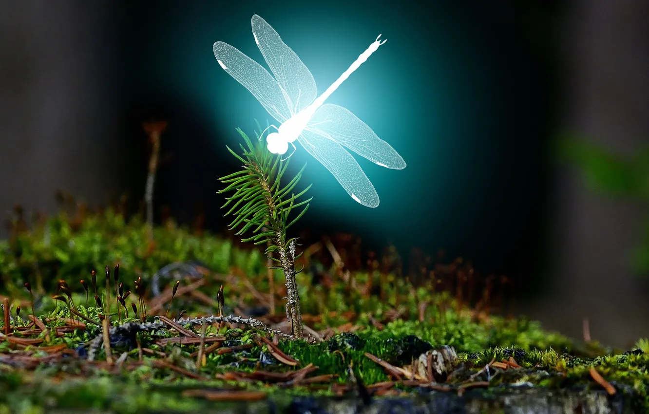 Фото обои forest, landscape, bright, Dragonfly