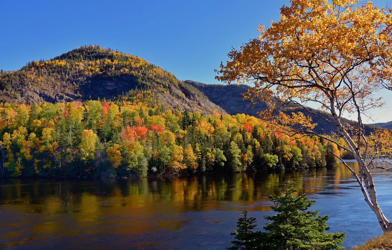 Фото обои осень, лес, деревья, горы, река, Канада, Canada, Ньюфаундленд