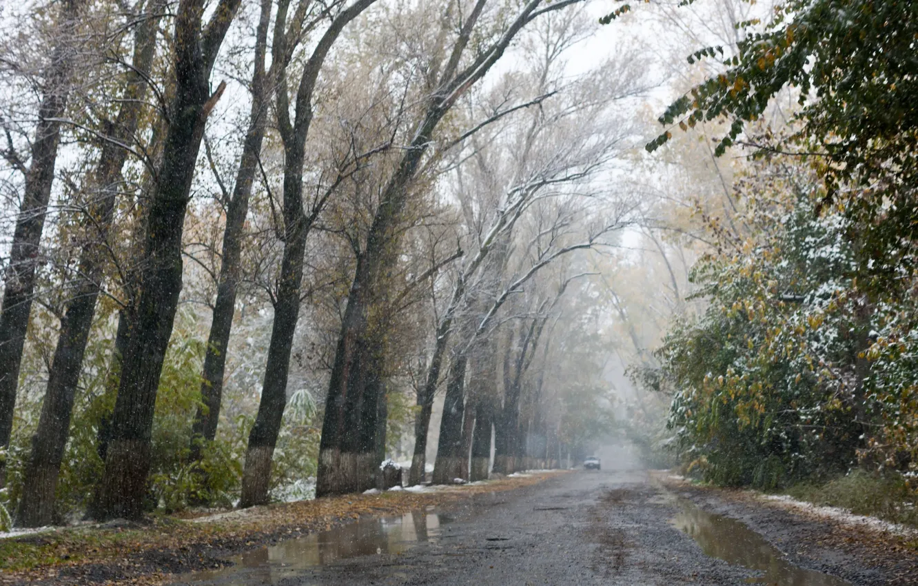 Фото обои дорога, осень, деревья, аллея, слякоть, первый снег