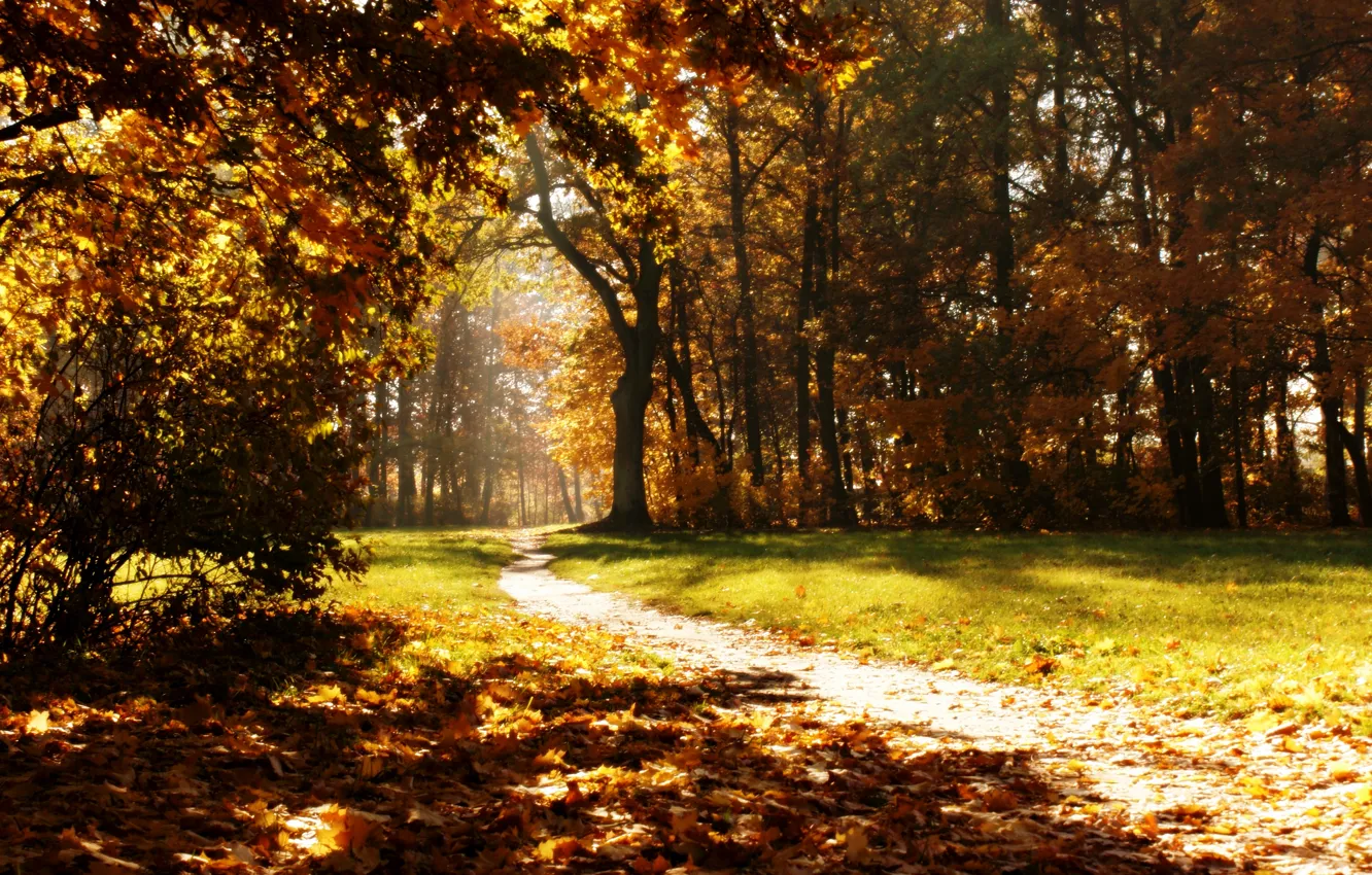 Фото обои осень, природа, парк, тропа, autumn, path