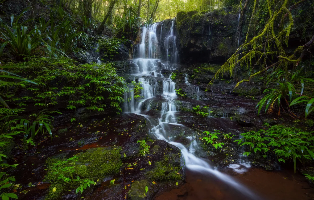 Фото обои лес, природа, ручей, водопад