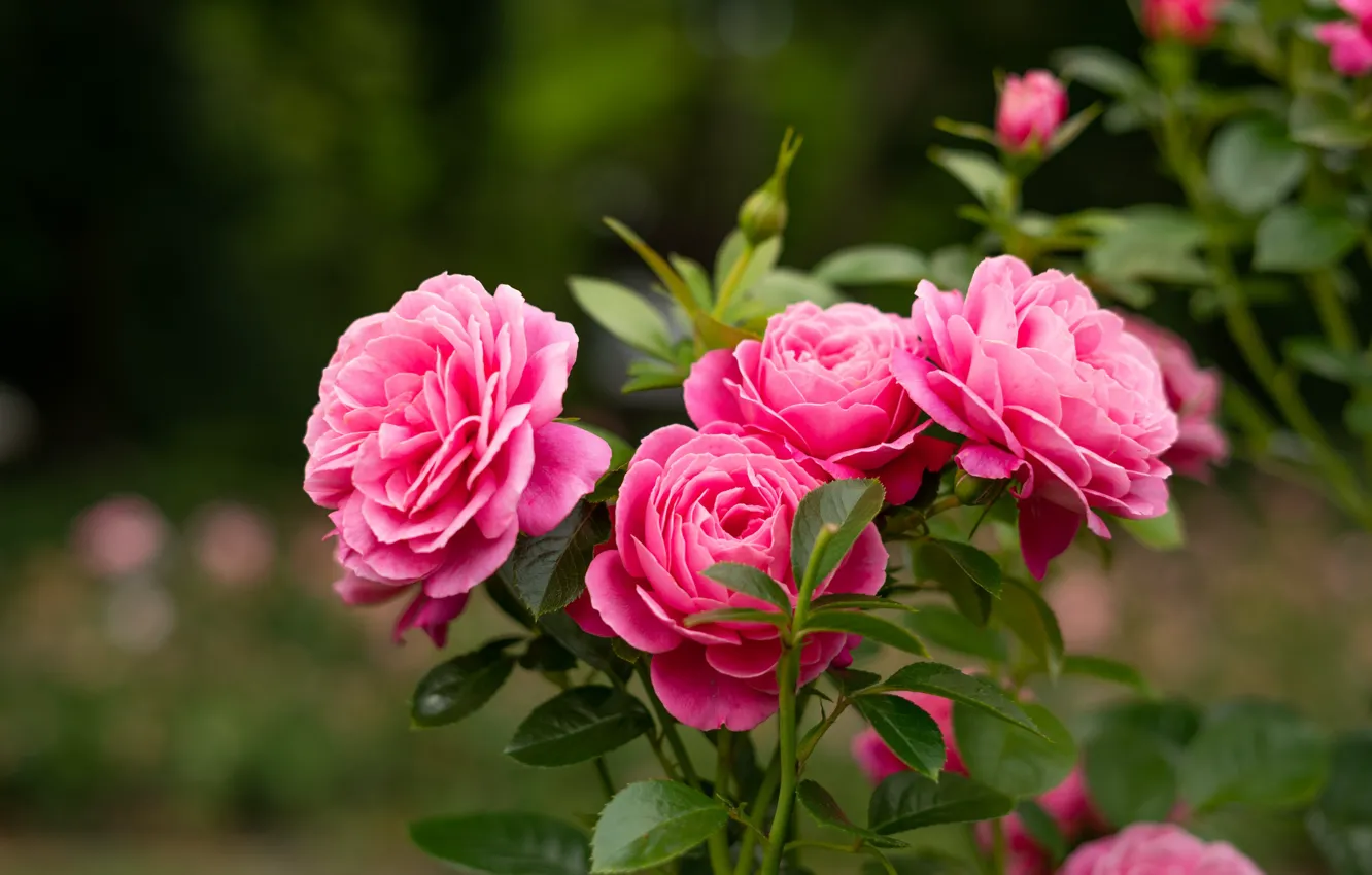 Фото обои листья, розы, сад, розовые