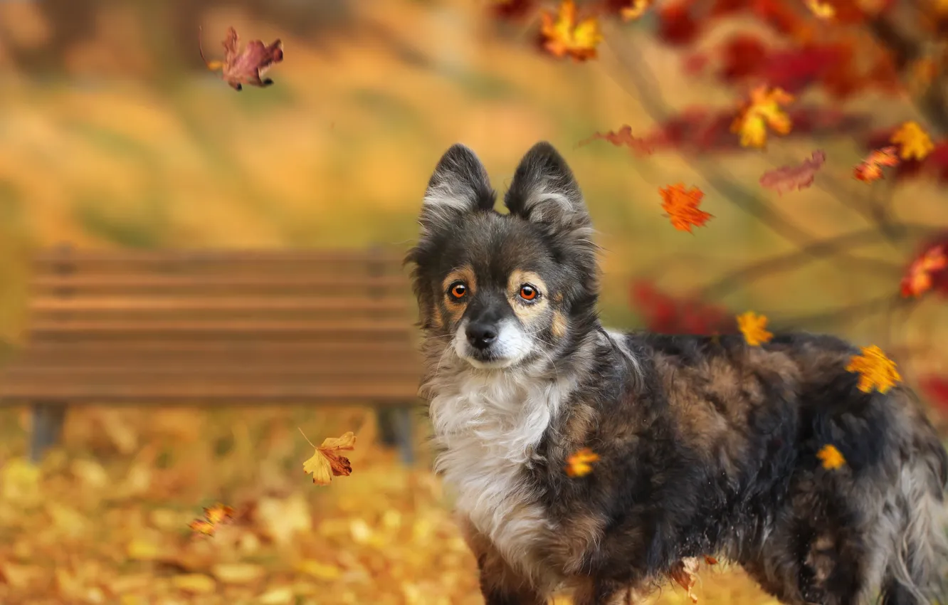 Фото обои осень, листья, фон, собака