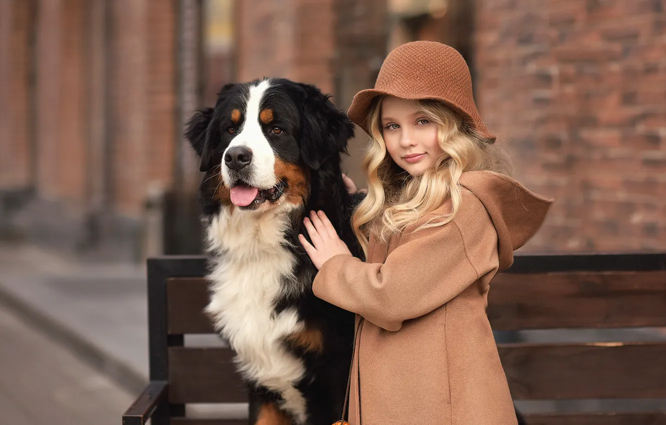 Фото обои животное, собака, девочка, шляпка, пальто, ребёнок, пёс, бернский зенненхунд