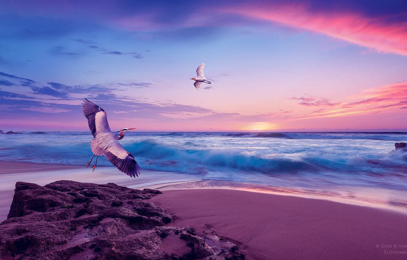 Фото обои море, небо, закат, берег, чайка, аист