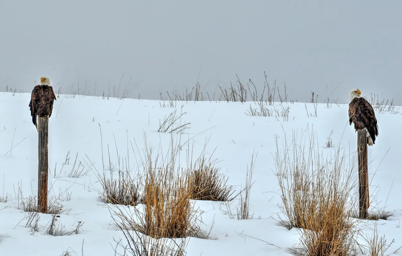 Фото обои зима, снег, кусты, серое небо, дождливая, лысые орлы