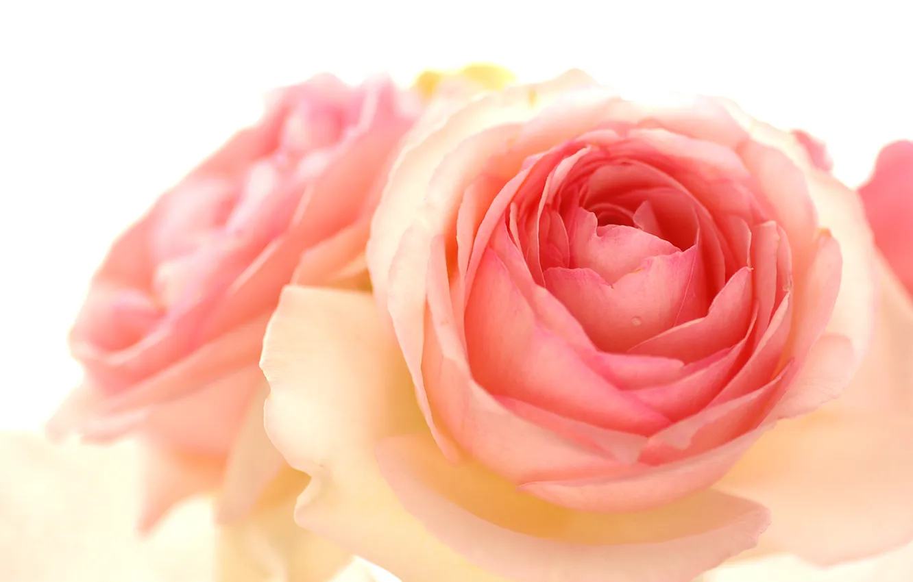Фото обои rose, drop, pink, bright, pierre de ronsard